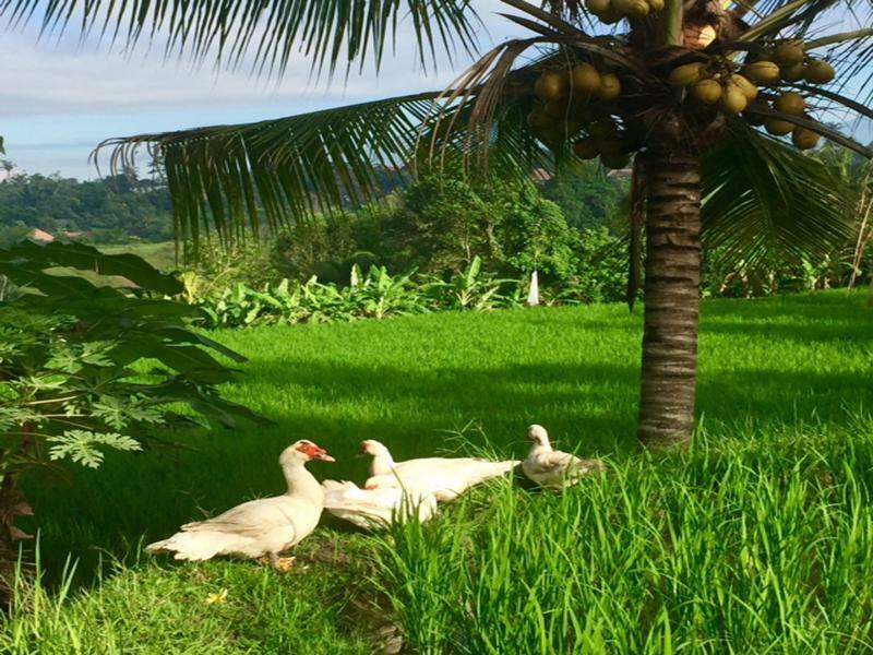 Bisma Cottages Ubud Exterior photo